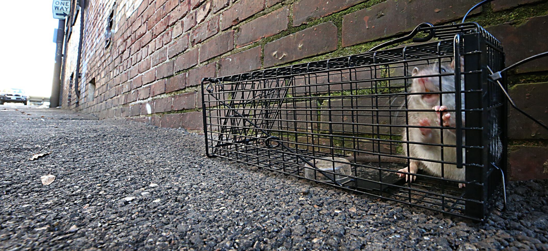 20210922_MET_RATS_BB09